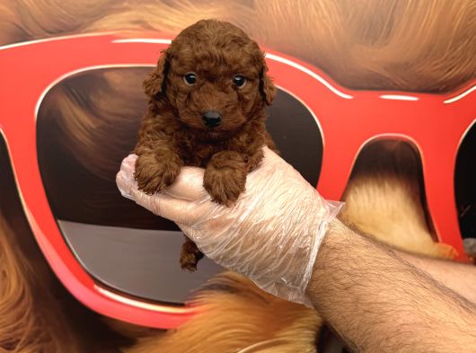 Dark Red Browne Toy Poodle Bebekleri̇mi̇z