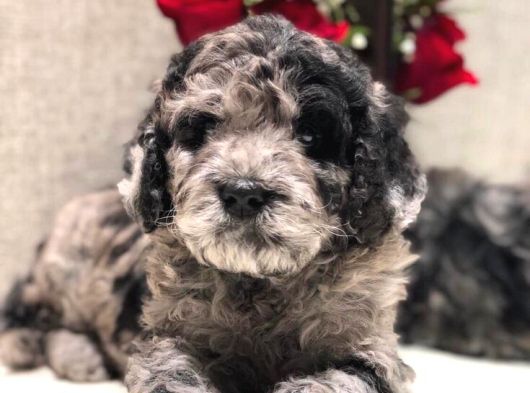 Blue Merle Doodle Bebekler Türki̇yede Tek A Kali̇te görsel