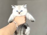 AYI SURAT BİBLO BRİTİSH SHORTHAİR YAVRUM