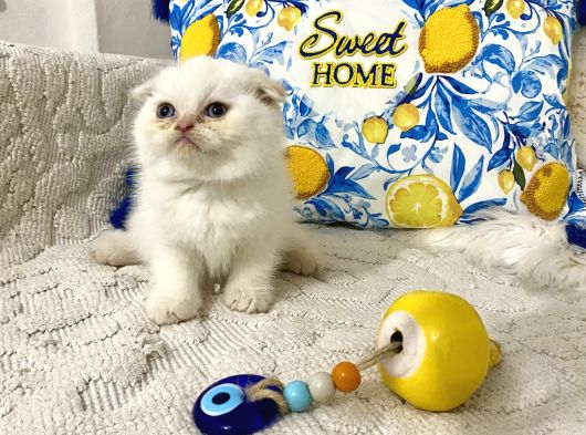 Kaliteli Ayı Kafa Şanslı Olana görsel