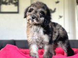 Merle Mi̇ni̇ Bernedoodle Bebekler Nadi̇r Eenk
