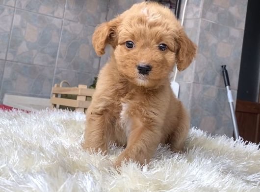 Malti̇poo Yavrularim Hari̇ka Renk  Anatomi̇ Ve Boy