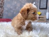 Malti̇poo Yavrularim Hari̇ka Renk  Anatomi̇ Ve Boy