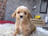 Malti̇poo Yavrularim Hari̇ka Renk  Anatomi̇ Ve Boy