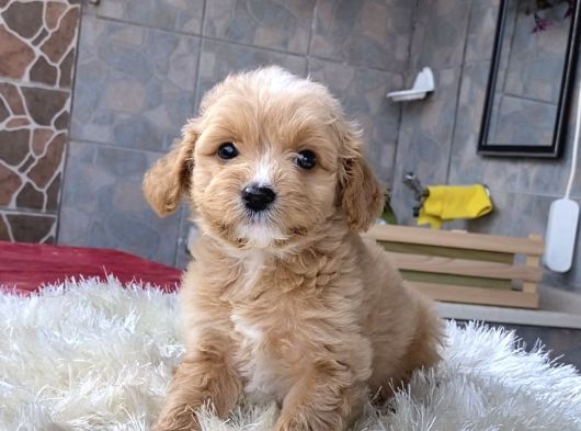 Malti̇poo Yavrularim Hari̇ka Renk  Anatomi̇ Ve Boy görsel