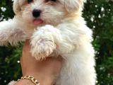 0 NUMARA MALTESE TERRİER