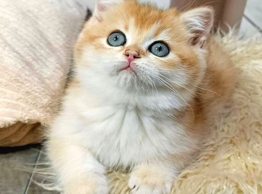 Parıldayan Golden NY12 British Shorthair