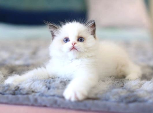 Türkiyenin En Değerli Kedisi Ragdoll görsel