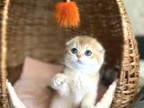 Üstün Kalite Top Kafa Golden Ny12 Scottish Fold Shorthair