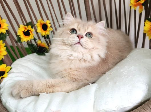 Safkan British Longhair Golden Ve Silver Yavrular Hazir