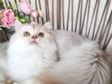 Safkan British Longhair Golden Ve Silver Yavrular Hazir