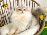 Safkan British Longhair Yavrular Mama Karşılığı