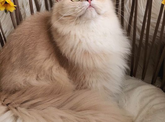Safkan British Longhair Yavrular Mama Karşılığı görsel