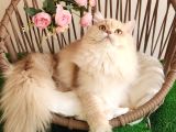 Safkan British Longhair Yavrular Mama Karşılığı