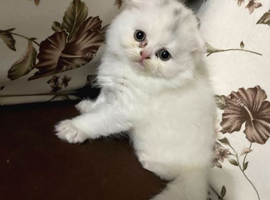 Scottish Fold Yavruları