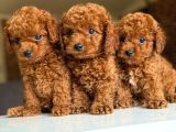 Toy Poodle Anne Altindan Yavrularimiz Irk Ve Sağlik Garanti̇l