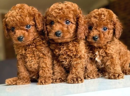 Toy Poodle Anne Altindan Yavrularimiz Irk Ve Sağlik Garanti̇l görsel