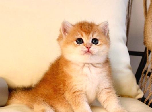 Bri̇ti̇sh Golden Safkan Uygun Fiyatlı Değildir
