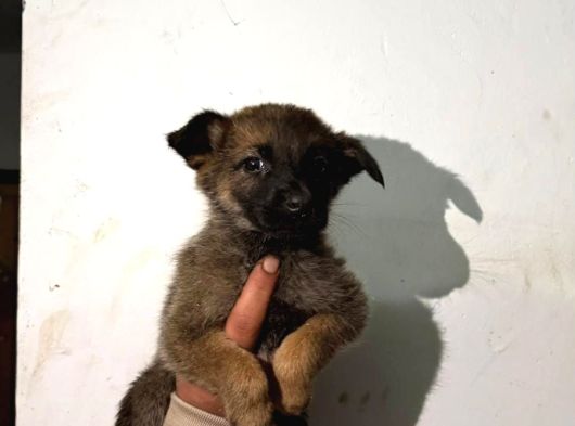A Kalite Belçika Bebekler görsel