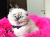 Scottish Fold Bluepoint Yavrular