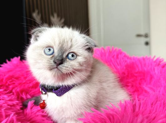 Scottish Fold Bluepoint Yavrular görsel