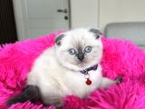 Scottish Fold Bluepoint Yavrular