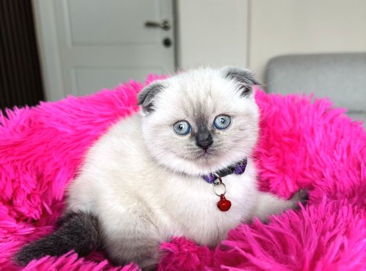 Scottish Fold Bluepoint Yavrular görsel