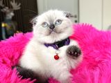 Scottish Fold Bluepoint Yavrular