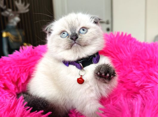 Scottish Fold Bluepoint Yavrular