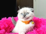 Scottish Fold Bluepoint Yavrular
