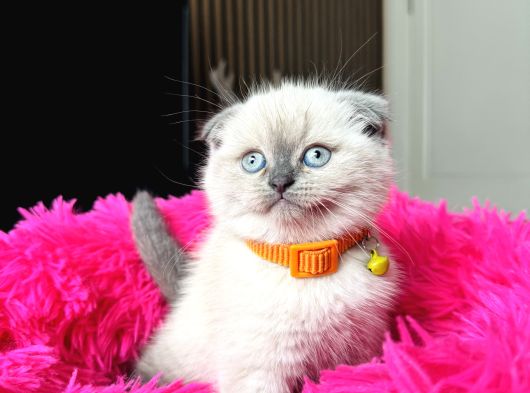 Scottish Fold Bluepoint Yavrular görsel