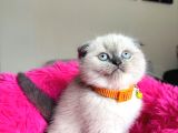 Scottish Fold Bluepoint Yavrular