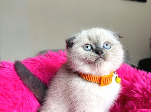 Scottish Fold Bluepoint Yavrular görsel