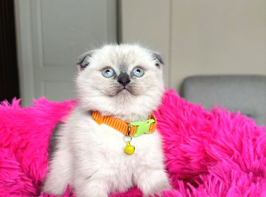 Scottish Fold Bluepoint Yavrular görsel