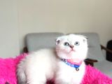 Scottish Fold Bluepoint Yavrular
