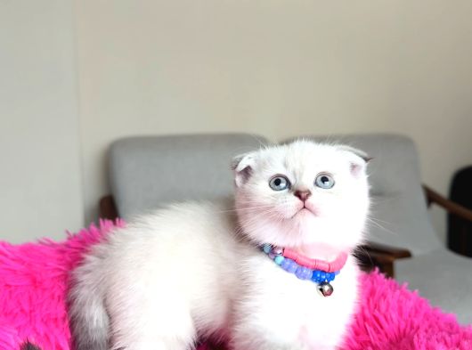 Scottish Fold Bluepoint Yavrular görsel