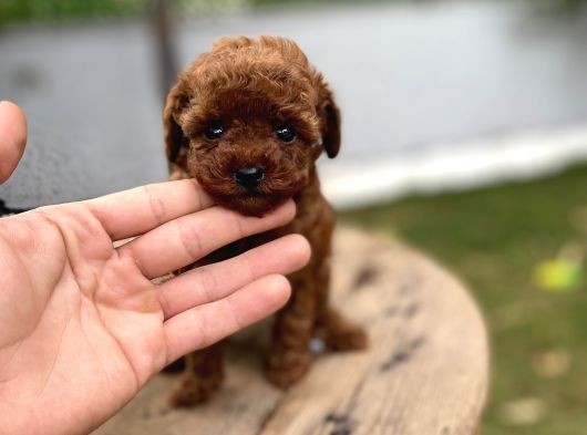 Redbrown Kore Poodle Yavrumuz sizleri Bekliyor