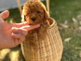 Dark Brown Toy Poodle Yavrularımız