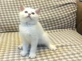 British Shorthair Yavru