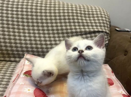 British Shorthair Yavru