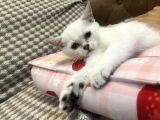 British Shorthair Yavru