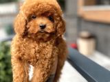 Baby Face  Kore Poodle Yavrular