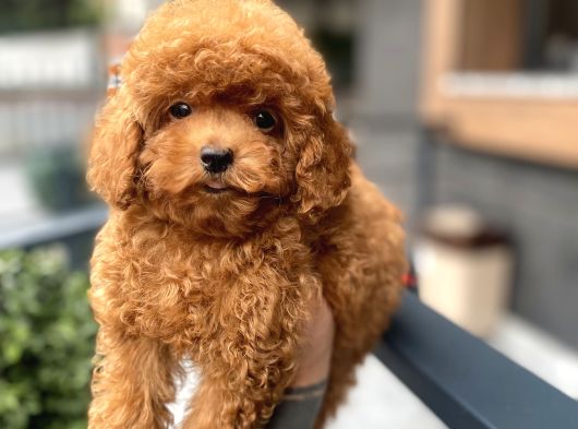 Baby Face  Kore Poodle Yavrular görsel