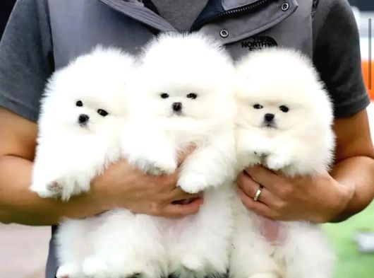 Show class Pomeranian Boo Yavrularımız