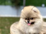Üst Düzey Kalite Pomeranian Boo Oğlumuz