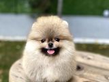 Üst Düzey Kalite Pomeranian Boo Oğlumuz