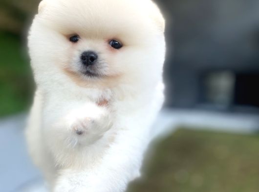 Kar beyaz pomeranian Boo Yavrularımız