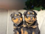 SAFKAN ORJİNAL ROTTWEILER YAVRULARI