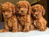 TOY POODLE ANNE ALTINDAN YAVRULARIMIZ IRK VE SAĞLIK GARANTİL