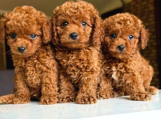 TOY POODLE ANNE ALTINDAN YAVRULARIMIZ IRK VE SAĞLIK GARANTİL